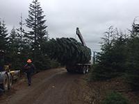 Holiday tree loaded on a truck