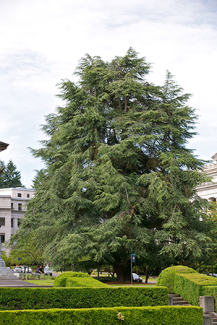 Atlas cedar tree