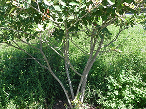  Autumn Brilliance Amelanchier Trunk