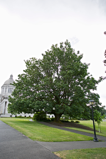 Red Oak tree