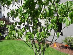 Cloud 9 Dogwood Leaves