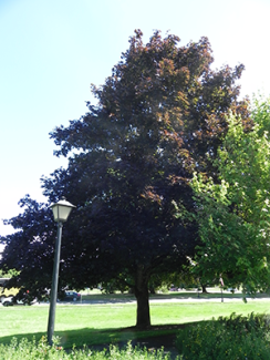 Crimson King Norway Maple