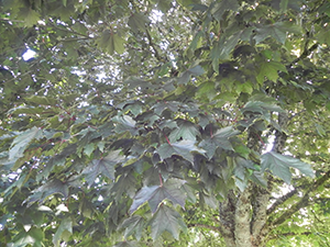 Crimson King Norway Maple Leaves