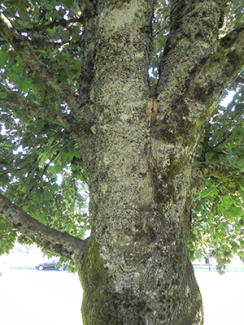 Crimson King Norway Maple Trunk