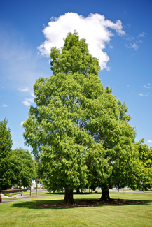 Dawn Redwood