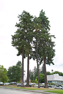 Douglas Fir