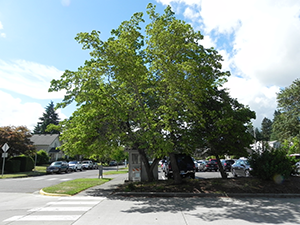 Eastern Dogwood Tree