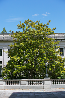 Evergreen magnolia/Southern magnolia/bull bay (Magnolia grandiflora)