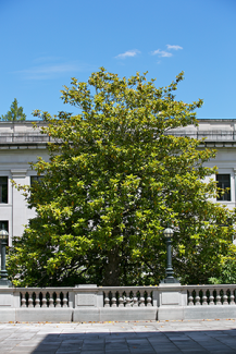 Evergreen magnolia/Southern magnolia/bull bay  (Magnolia grandiflora)