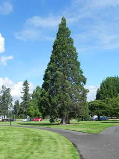 Giant Sequoia