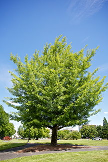 Ginkgo tree