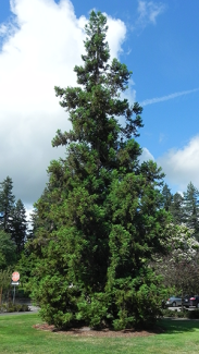 Japanese Cryptomeria