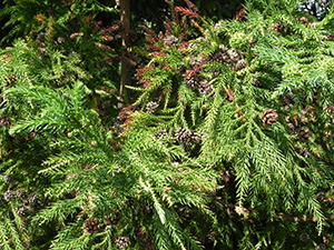 Japanese Cryptomeria Needles