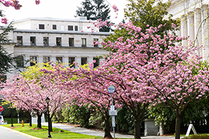 Kwanzan cherry (Prunus serrulata)