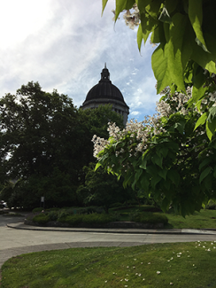 Northern Catalpa in bloom with the Legislative Dome in the background