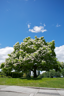 Northern Catalpa (Catalpa speciosa)