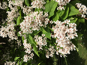 Northern Catalpa bloom cluster