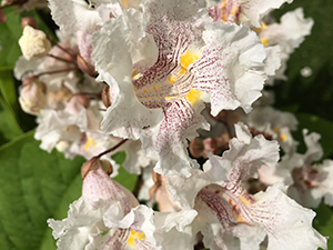 Northern Catalpa bloom close up