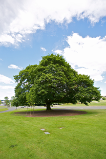 Ginkgo tree