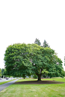Ginkgo tree