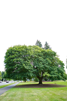 Norway Maple