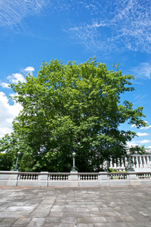 Red Oak tree