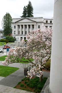 Saucer magnolia tree located at the SE corner of the Legislative Building