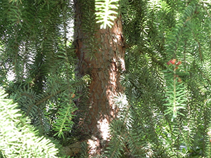 Serbian Spruce Trunk