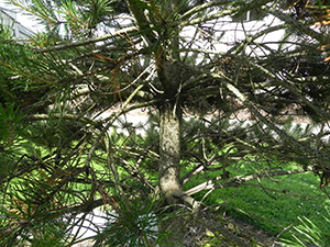 Shore Pine Trunk