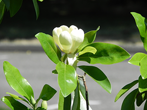 Sweetbay Magnolia Flower