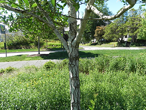 Thornless Cockspur Hawthorn Trunk