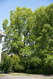 Tulip tree/yellow poplar (Liriodendron tulipifera)