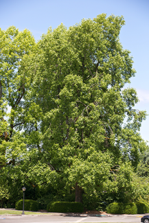 Tulip tree/yellow poplar (Liriodendron tulipifera)