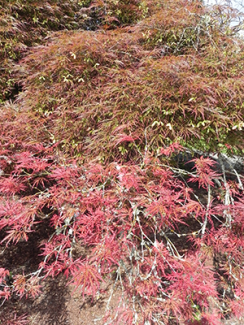 Weeping Cut Leaf Japanese Maple