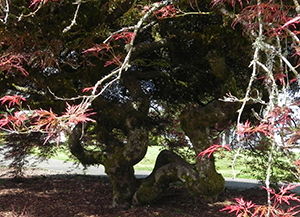 Weeping Cut Leaf Japanese Maple