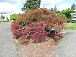 Weeping Cut Leaf Japanese Maple