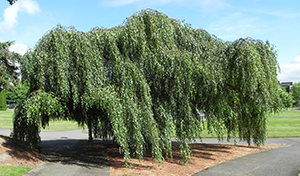 Young Weeping White Birch tree