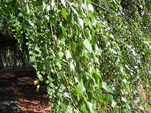 Young Weeping White Birch tree leaves