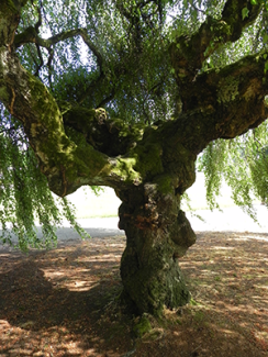 Young Weeping White Birch tree trunk