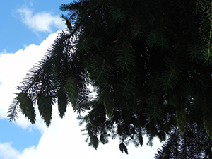 Western Hemlock Needles