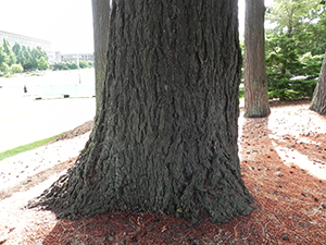 Western Hemlock Trunk