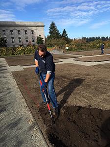 A Buildings & Grounds employee begins digging a trench for a below-ground irrigation line.