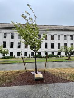 A picture of the Kwanzan Flowering Cherry Tree dedicated to the memory of Senator Cal Anderson with the memorial plaque at the base.