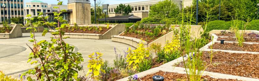 The pollinator garden with new plantings