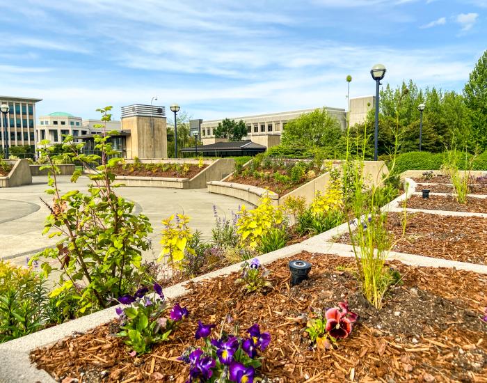 The pollinator garden with new plantings