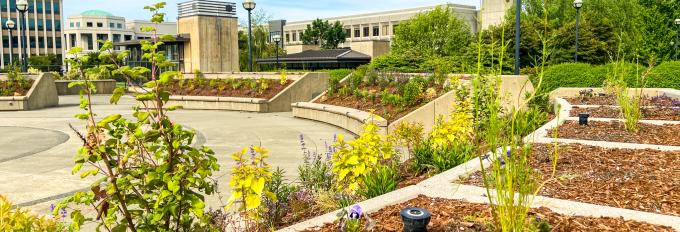 The pollinator garden with new plantings